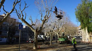 Comencen a podar els plàtans del Passeig de Vilaret