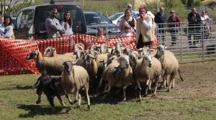 La Fira Comarcal de Primavera de Campllong torna a ser una gran festa 