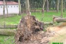 La ventada arrenca arbres a la Pineda Fosca