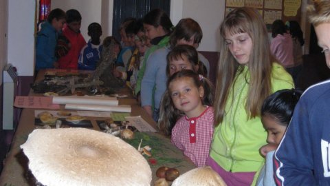 Exposició de bolets