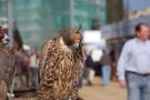 La fira de la caça canvia de nom i enguany es dirà Fira Gavarres