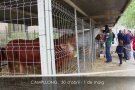 La fira de Campllong arriba als trenta anys