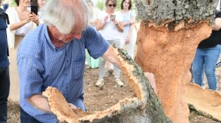 40 activitats a la Fira del Tap i el Surp del proper cap de setmana