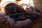 Riudellots de la Selva estrenarà fira dedicada al porc