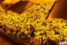 Els Mossos d'Esquadra i la Policia Local de Cassà de la Selva localitzen 3.132 plantes de marihuana al veïnat de Mont-roig