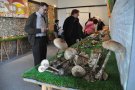 Bona collita de bolets al concurs-exposició d'enguany