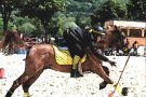 Diumenge, jornada dels Pony games a can Comas