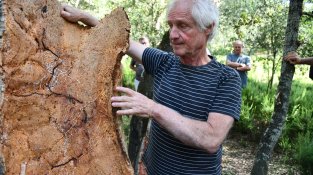 La pela del suro i l'esmorzar a bosc obren el diumenge de la Fira del Tap