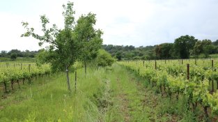 Visita a sistemes agroforestals del sud-est de França 