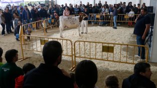 Arrenca la 41 edició de la Fira Comarcal de Primavera de Campllong 