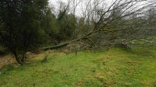 Un dels arbres caiguts a la riera de Can Vilalonga