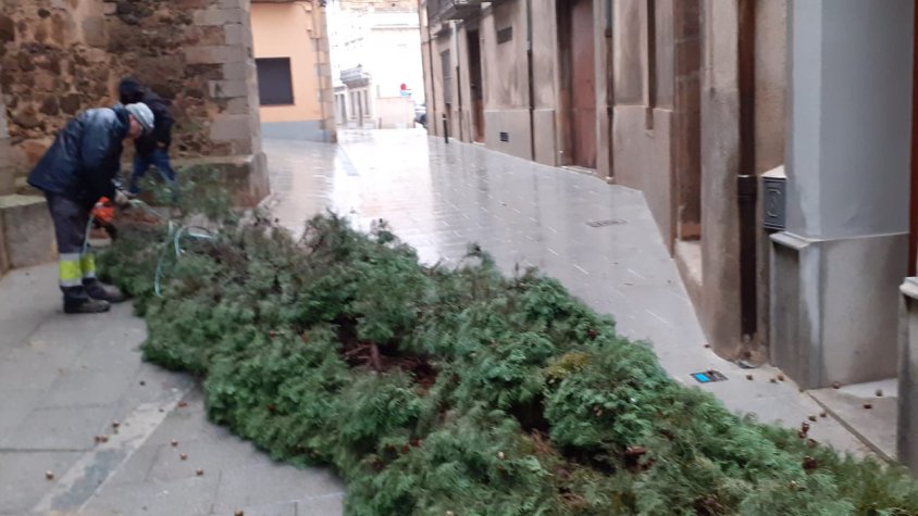 Un xiprer caigut al costat de l'església