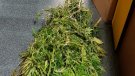 La Policia Local de Cassà intervé en la detenció de cinc persones que transportaven marihuana,