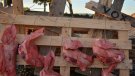 Acció de rebuig a la monarquia a la 