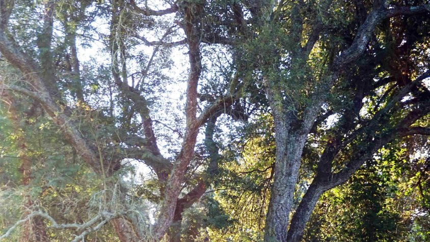 El suro, un arbre característic del paisatge de les Gavarres