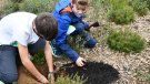Els nens i nenes de Cassà planten 261 suros a diferents indrets del poble