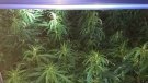 Desmantellen una plantació de marihuana a Cassà