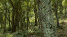 Dissabte, celebració del dia de l'arbre a Can Vilallonga
