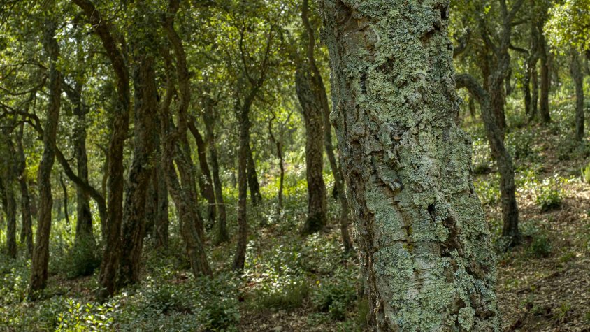 Dissabte, celebració del dia de l'arbre a Can Vilallonga