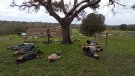 Moltes activitats en la celebració del Dia de l'arbre a Can Vilallonga