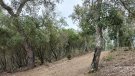 La Diputació promourà una actuació a Can Vilallonga per adaptar la gestió forestal al canvi climàtic