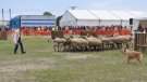 Tot a punt per celebrar la 38a Fira Comarcal de Primavera de Campllong