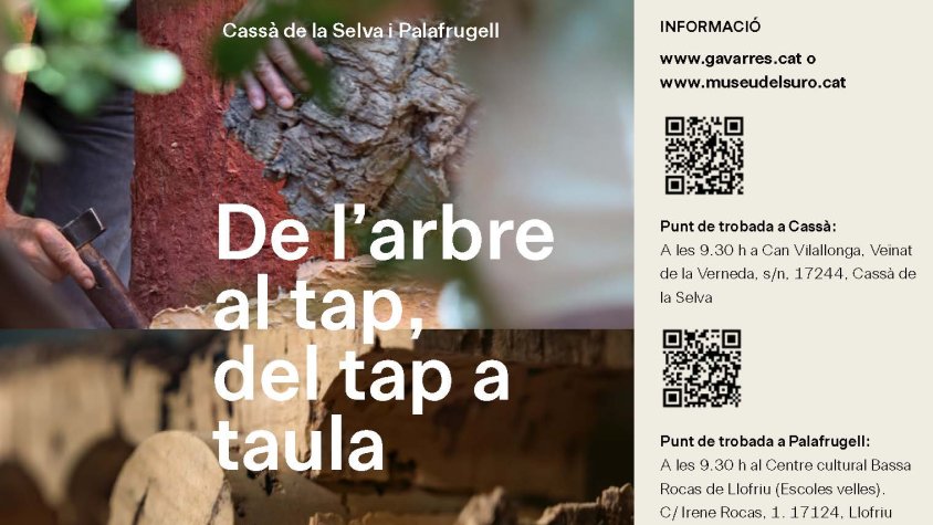 Tornen les matinals sureres «De l’arbre al tap, del tap a taula»