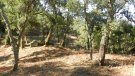 Fan un estudi sobre l'adaptació de les suredes al canvi climàtic