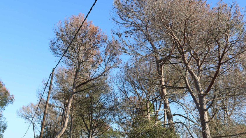 Els propietaris forestals de les Gavarres alerten que la sequera ha matat molts arbres que cal talar "urgentment"