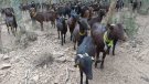El Consorci de les Gavarres destina més de 400.000 euros al Pla d’Actuacions 2024
