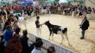 La Fira Comarcal de Primavera de Campllong tanca l'edició del 40è aniversari superant els 34.000 visitants