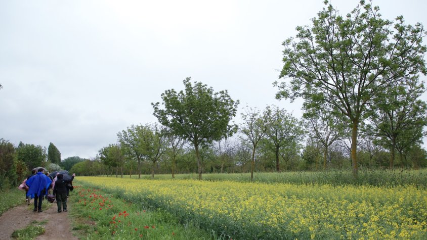 imatges de sistemes agroforestals del sud-est de França.