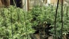 Desmantellen un cultiu amb 288 plantes de marihuana en una casa de Cassà de la Selva