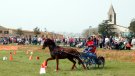 La 41a Fira Comarcal de Primavera de Campllong amplia activitats i incorpora una subhasta de vedelles