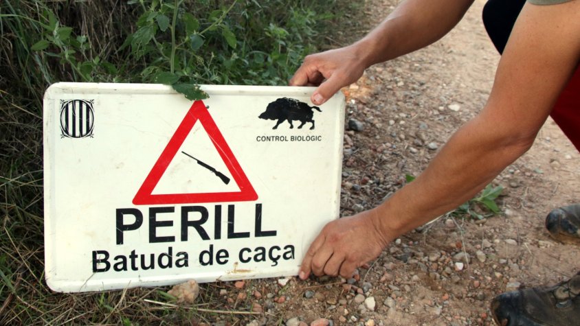 Comença una temporada de cacera amb més senglars per les pluges abundants