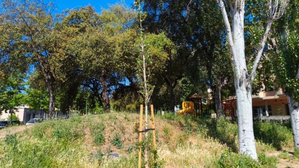 L’Ajuntament replanta una quarantena d’arbres al municipi
